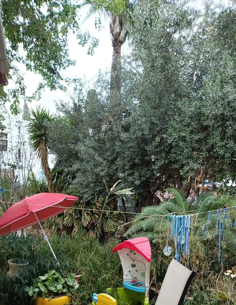 החצר תחת עצי הזית, עם שמשייה ובית משחק